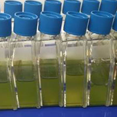 Biotechnological applications of algae: algae as a source of food, drugs, energy